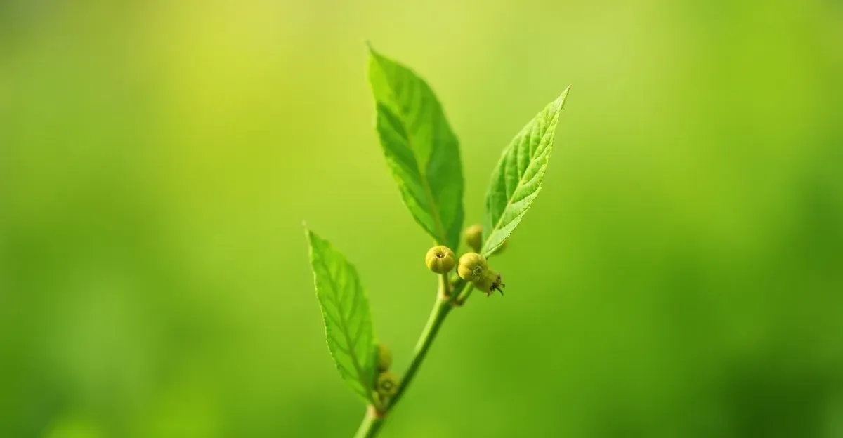 Ashwagandha na odchudzanie – Jak działa i jakie ma korzyści?