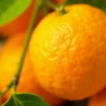 Ile kalorii ma mandarynka? Przewodnik po kaloryczności