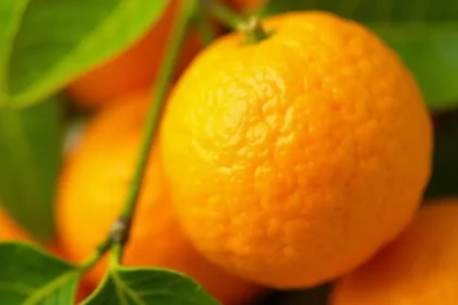 Ile kalorii ma mandarynka? Przewodnik po kaloryczności